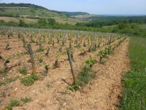 Vignes Pierres Fenals - Le Clan des Sens