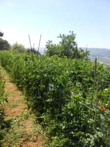 Jardin potager Saquier - Le Clan des Sens