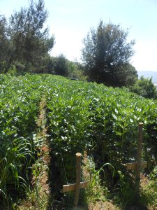 Jardin potager Saquier - Le Clan des Sens