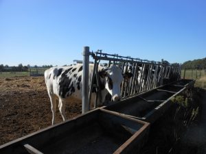 Ferme des Erusées - Le Clan des Sens