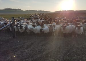 La ferme de Clavisy - Le Clan des Sens