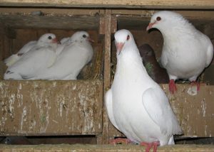 Pigeons de Racan - Julien Plesel - Le Clan des Sens