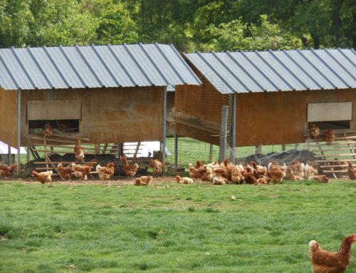 Anne Lamy, éleveuse de poules pondeuses